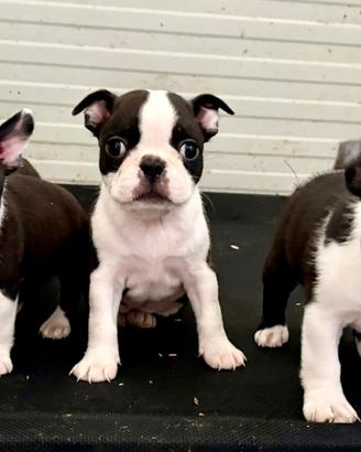 Boston terrier 