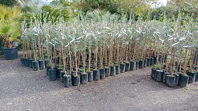 piante di olivo innestate