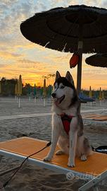 Siberian Husky Maschio