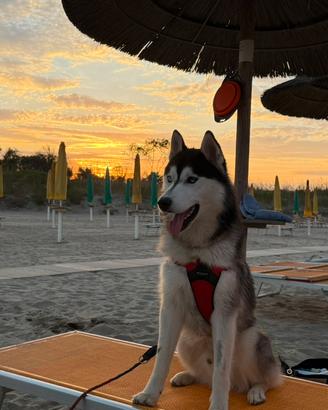 Siberian Husky Maschio