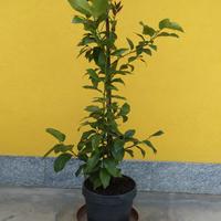 Piante di limone (margotte)