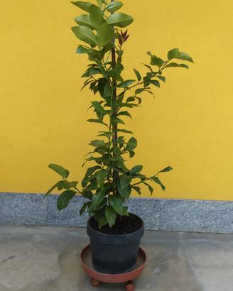 Piante di limone (margotte)