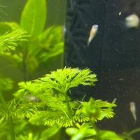 Pesci tropicali (avannotti platy)