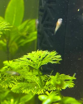 Pesci tropicali (avannotti platy)