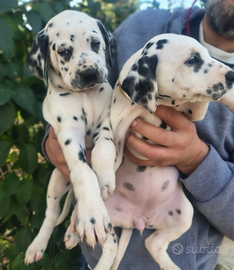 Cuccioli Dalmata