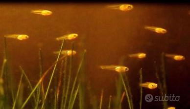 Piccoli guppy gialli