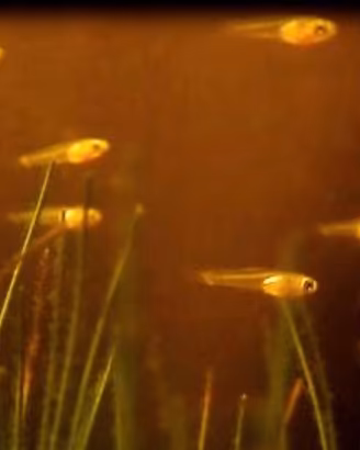 Piccoli guppy gialli