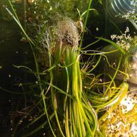 piante per acquario dolce 