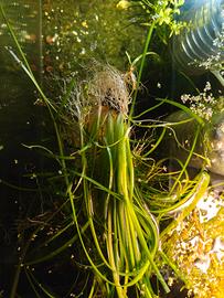 piante per acquario dolce 