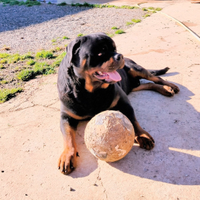 Animali rottweiler