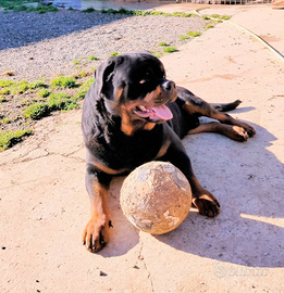 Animali rottweiler