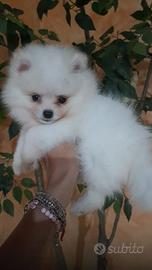Spritz Pomeranio