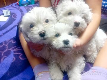 Bichon maltese