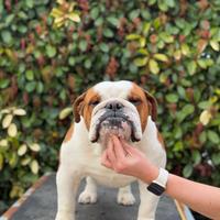 Bulldog inglese Maschio