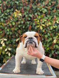 Bulldog inglese Maschio