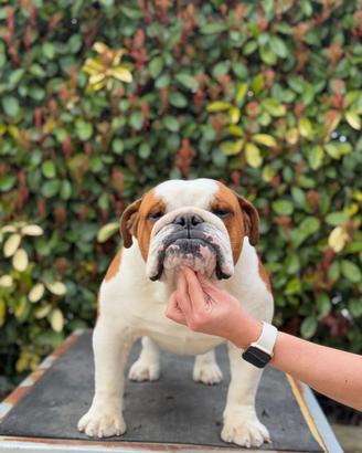 Bulldog inglese Maschio