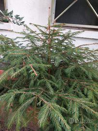 Due alberi abete rosso