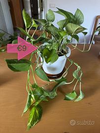Pothos – pianta da appartamento