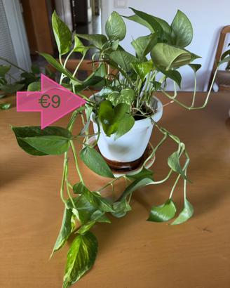 Pothos – pianta da appartamento