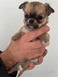 Cuccioli di chihuahua maschi