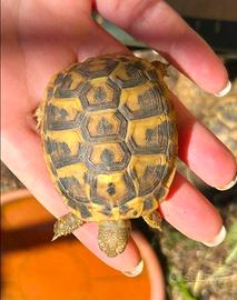 Tartarughe coppia