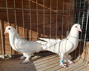 Colombi razza Takla