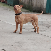 Pit bull red nose