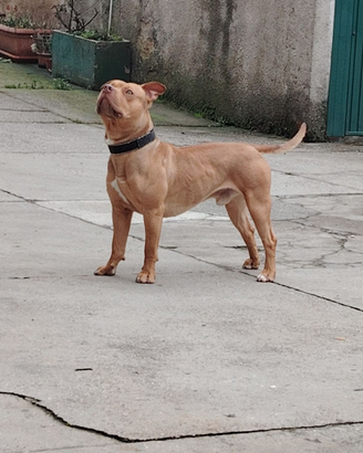 Pit bull red nose