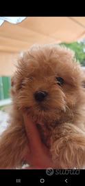 Cucciolo maschietto maltipo mini color beige