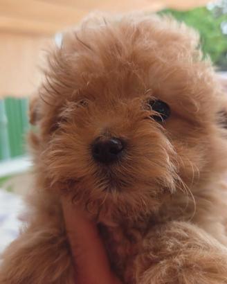 Cucciolo maschietto maltipo mini color beige