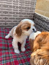 Cavalier King Charles Spaniel