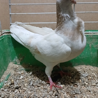 Colombi ornamentali reggianini