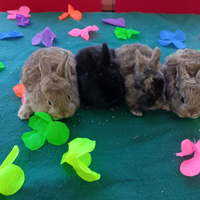 Conigli nani colorati