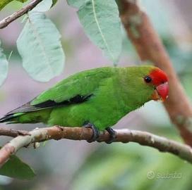 Coppia Agaps Taranta