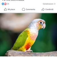 Pappagalli Disponibili coppie riproduttive