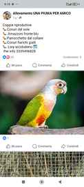 Pappagalli Disponibili coppie riproduttive