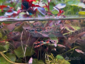 Endler pesci acquario