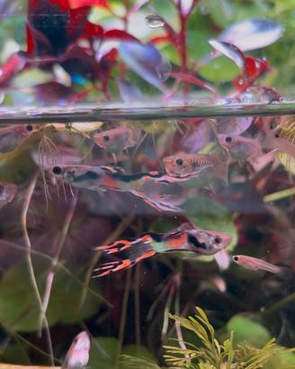 Endler pesci acquario