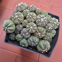 Astrophytum CapAs (Capricorne x Asterias)