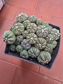 Astrophytum CapAs (Capricorne x Asterias)