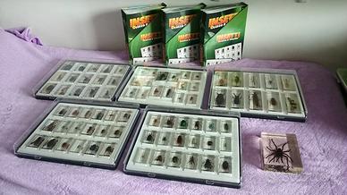 RBA INSETTI DA TUTTO IL MONDO 2024 completa