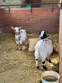 Capretti maschi castrati