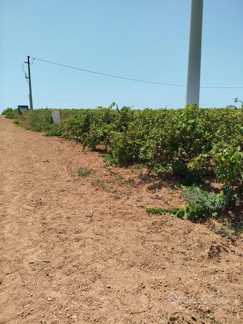 Terreno agricolo - Vista 4