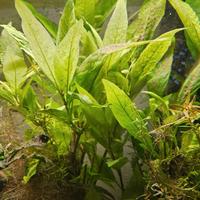 Potature piante acquario