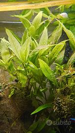 Potature piante acquario