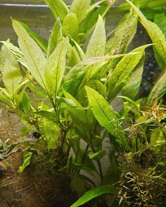 Potature piante acquario