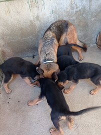 Cuccioli di pastore tedesco