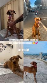 Famiglia per il mio cane