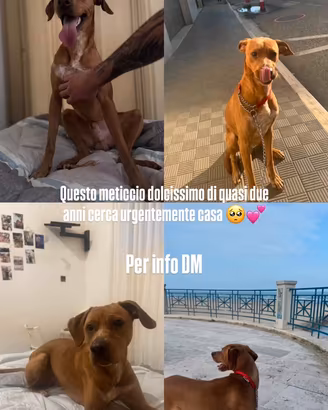Famiglia per il mio cane