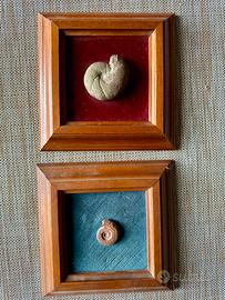 Ammoniti con cornice